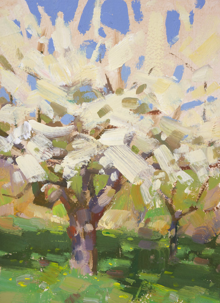 Cherry bloom Cherry bloom