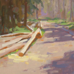 Spring in the forest